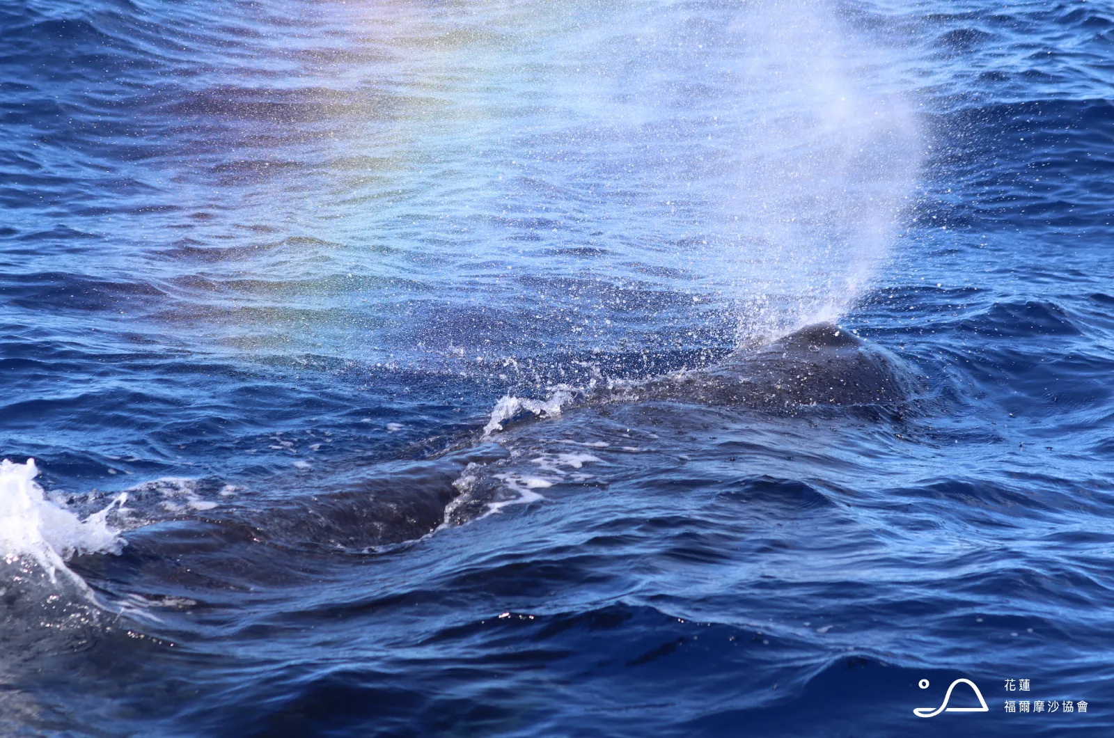 花蓮縣福爾摩沙協會_抹香鯨