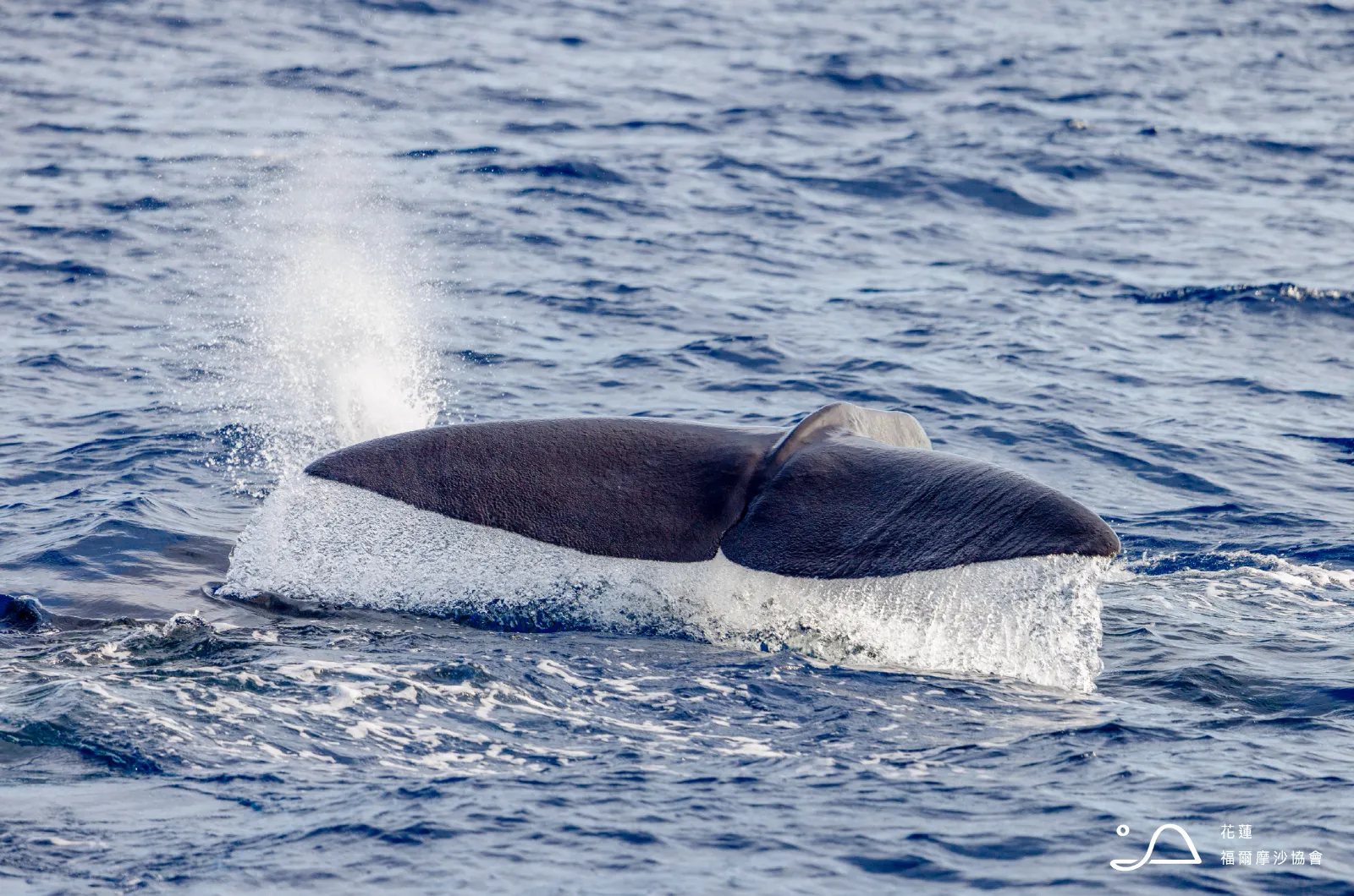 花蓮縣福爾摩沙協會_抹香鯨
