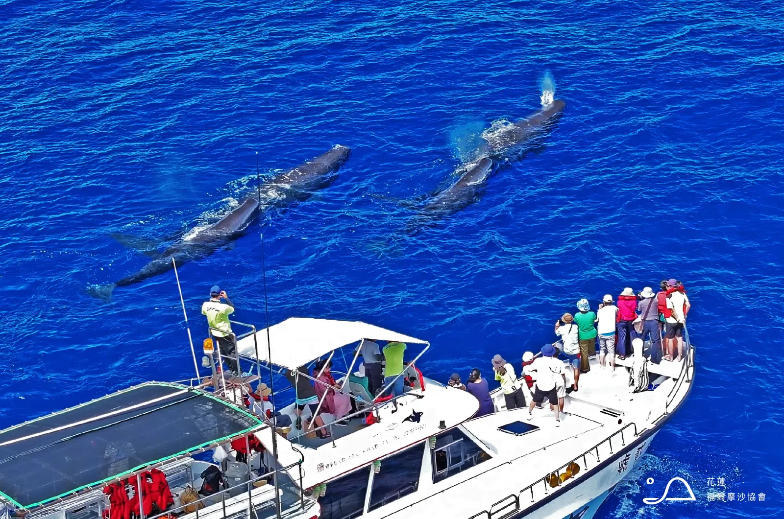 花蓮縣福爾摩沙協會_抹香鯨
