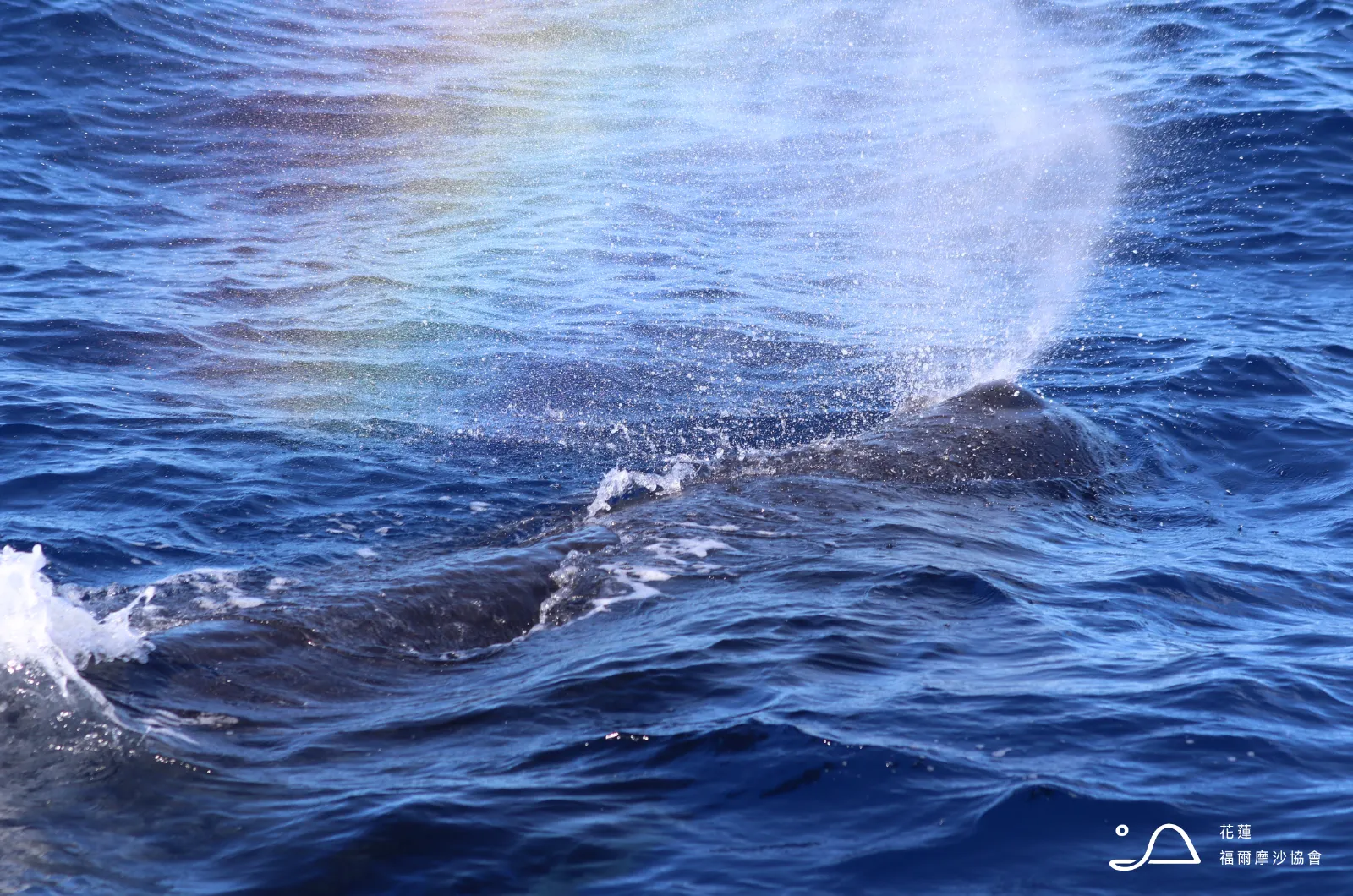 花蓮縣福爾摩沙協會_抹香鯨