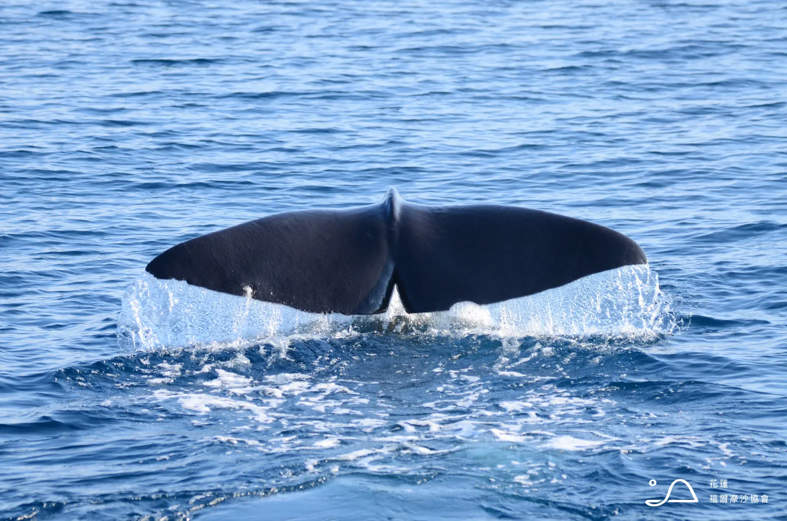 花蓮縣福爾摩沙協會_抹香鯨