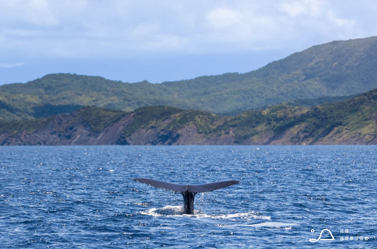 花蓮縣福爾摩沙協會_抹香鯨