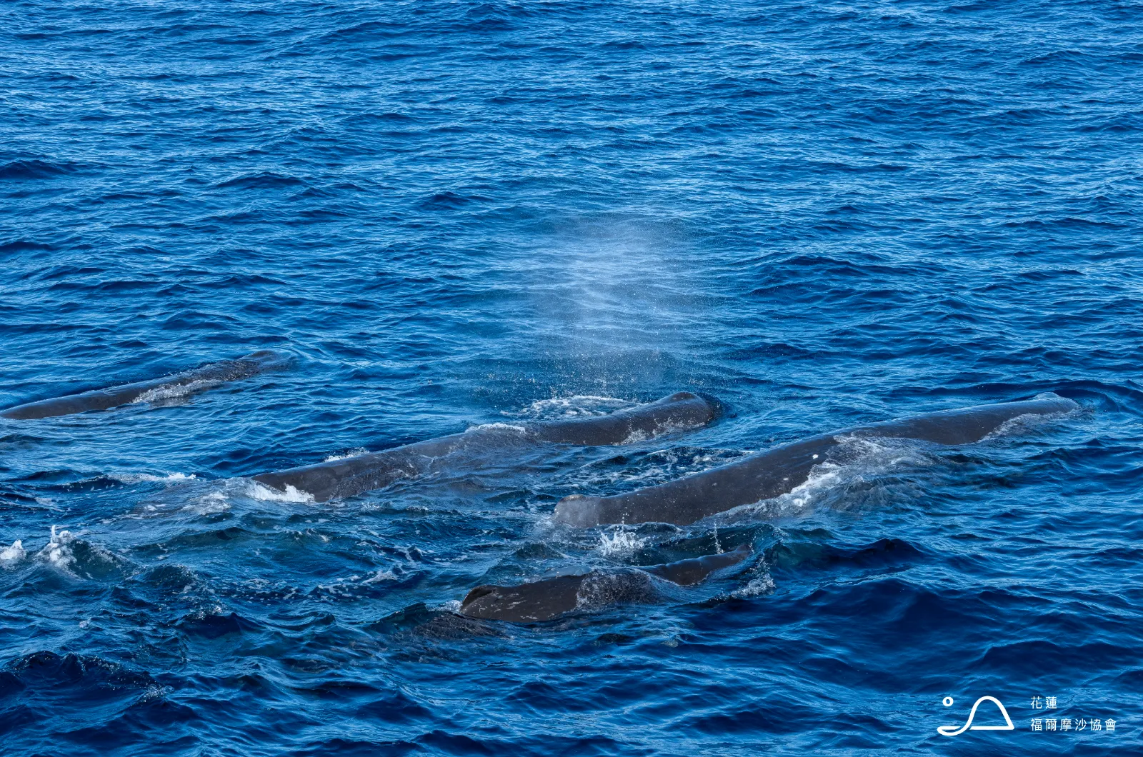 花蓮縣福爾摩沙協會_抹香鯨
