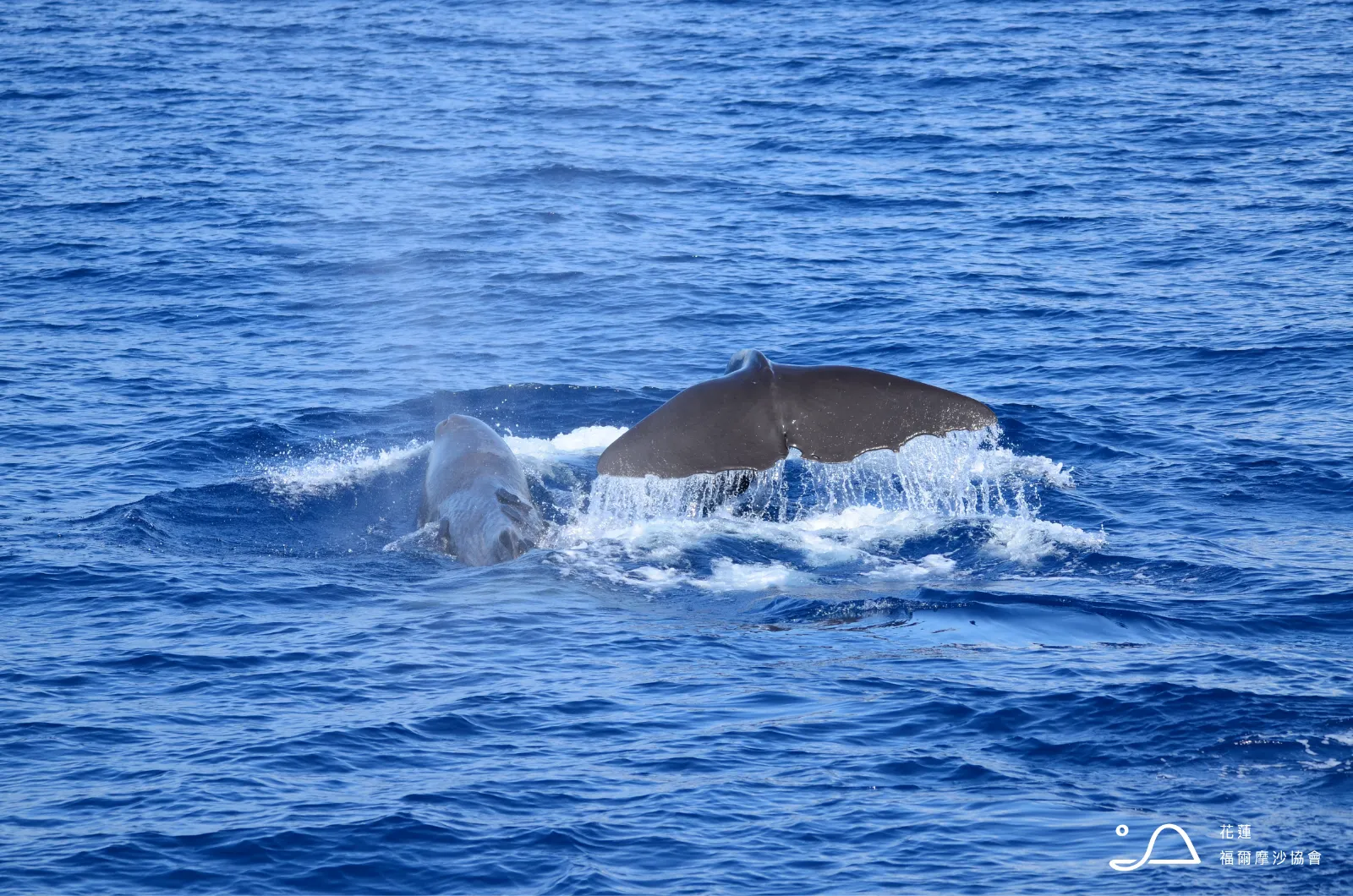 花蓮縣福爾摩沙協會_抹香鯨