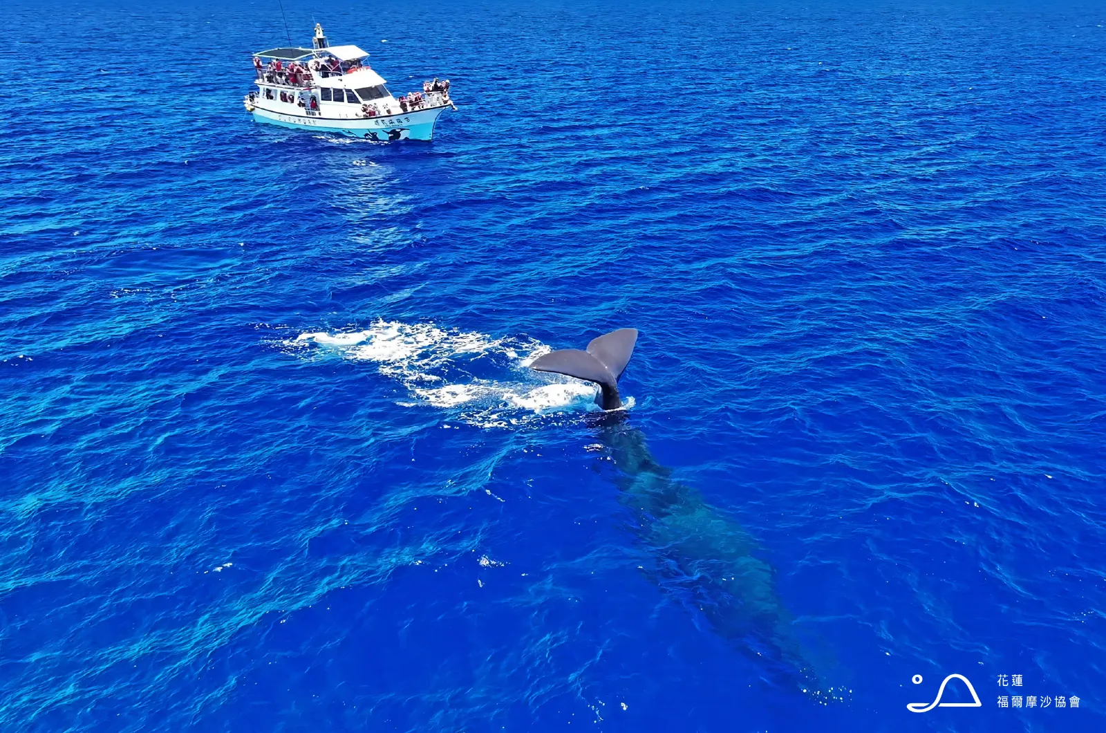 花蓮縣福爾摩沙協會_抹香鯨