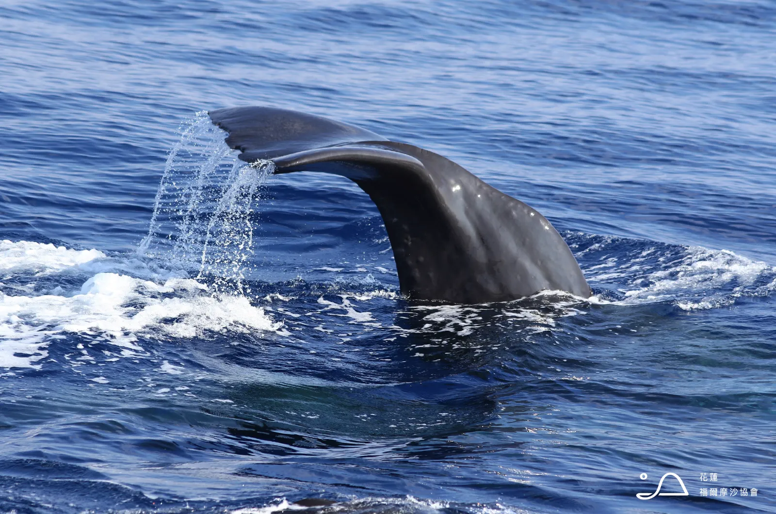 花蓮縣福爾摩沙協會_抹香鯨