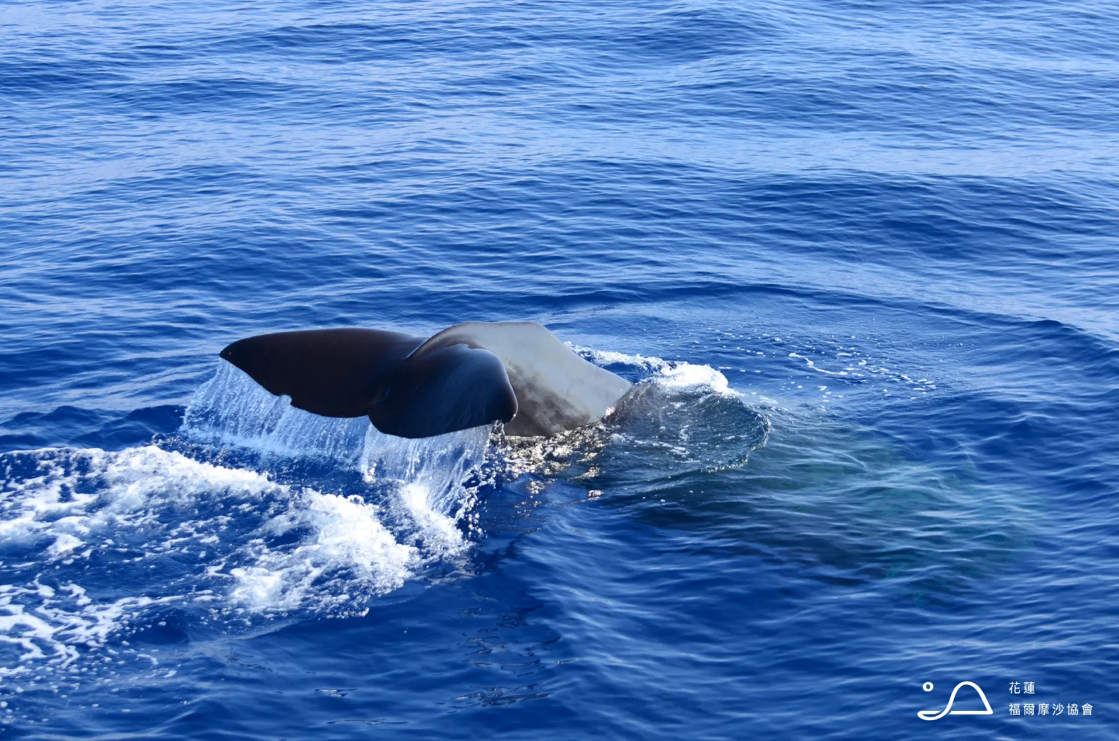 花蓮縣福爾摩沙協會_抹香鯨