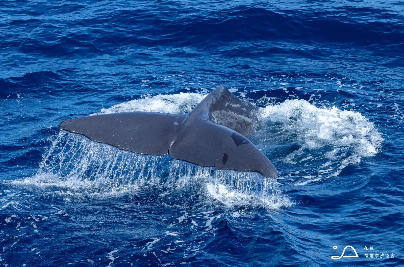 花蓮縣福爾摩沙協會_抹香鯨
