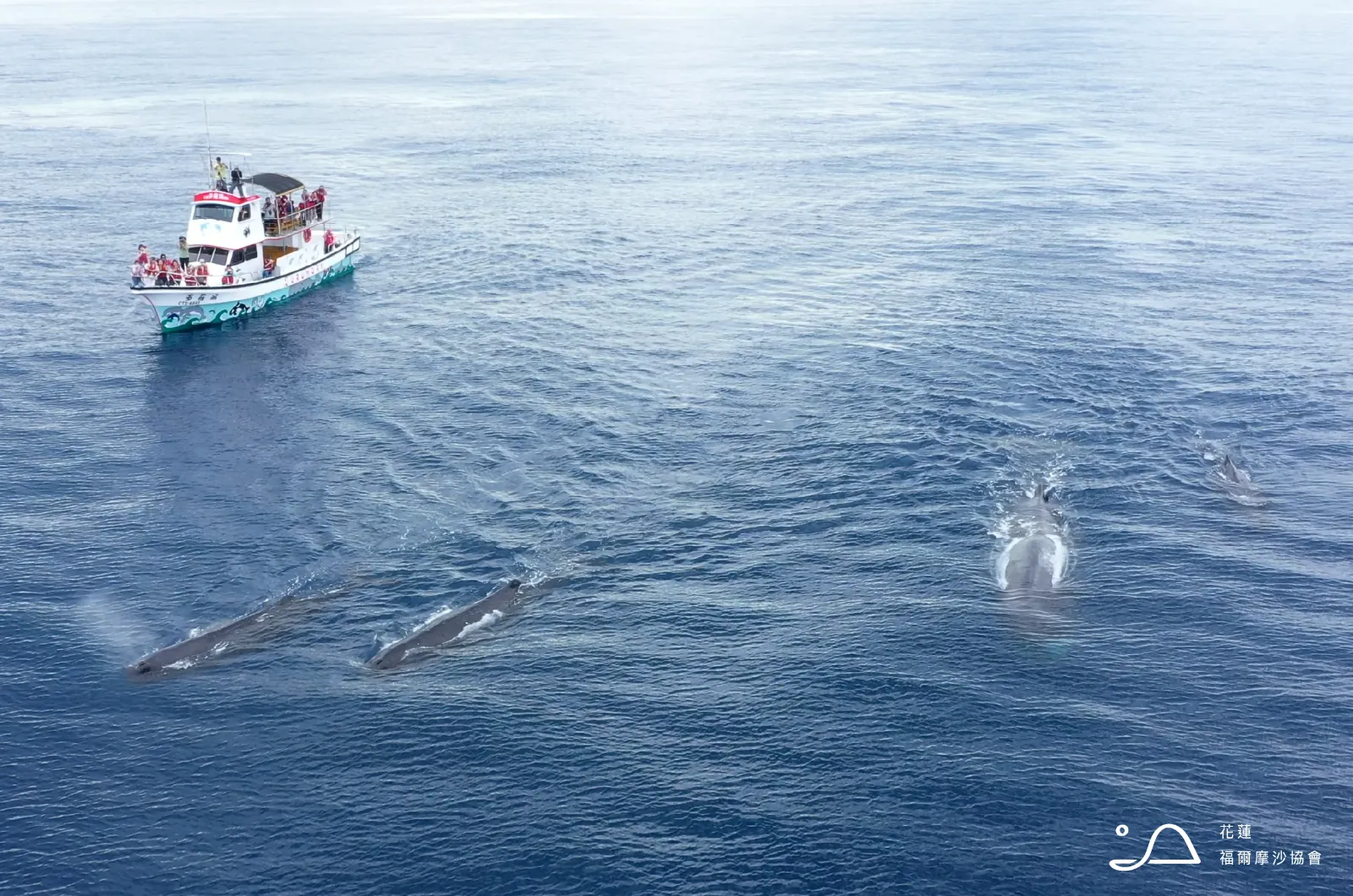 花蓮縣福爾摩沙協會_抹香鯨
