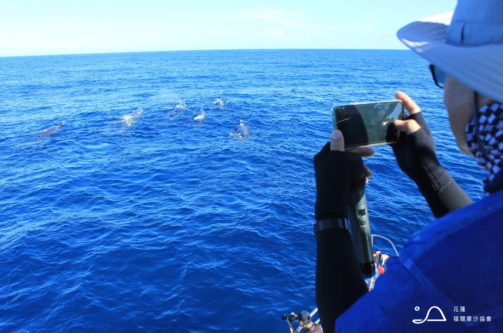 花蓮縣福爾摩沙協會_抹香鯨
