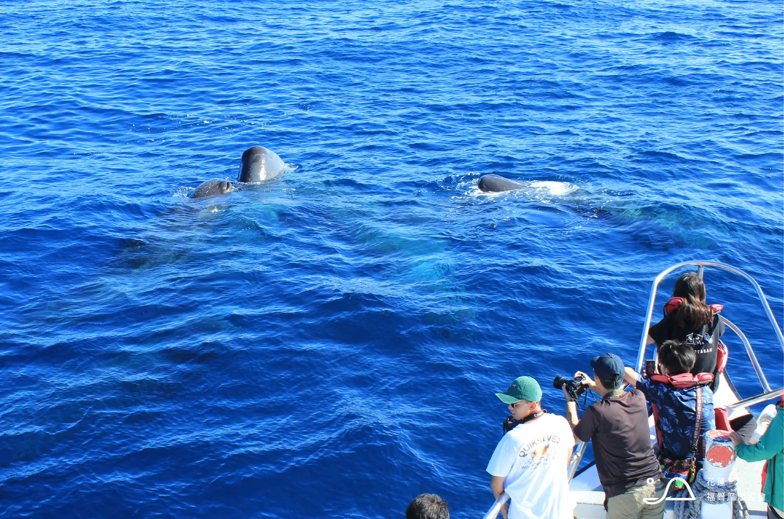 花蓮縣福爾摩沙協會_抹香鯨